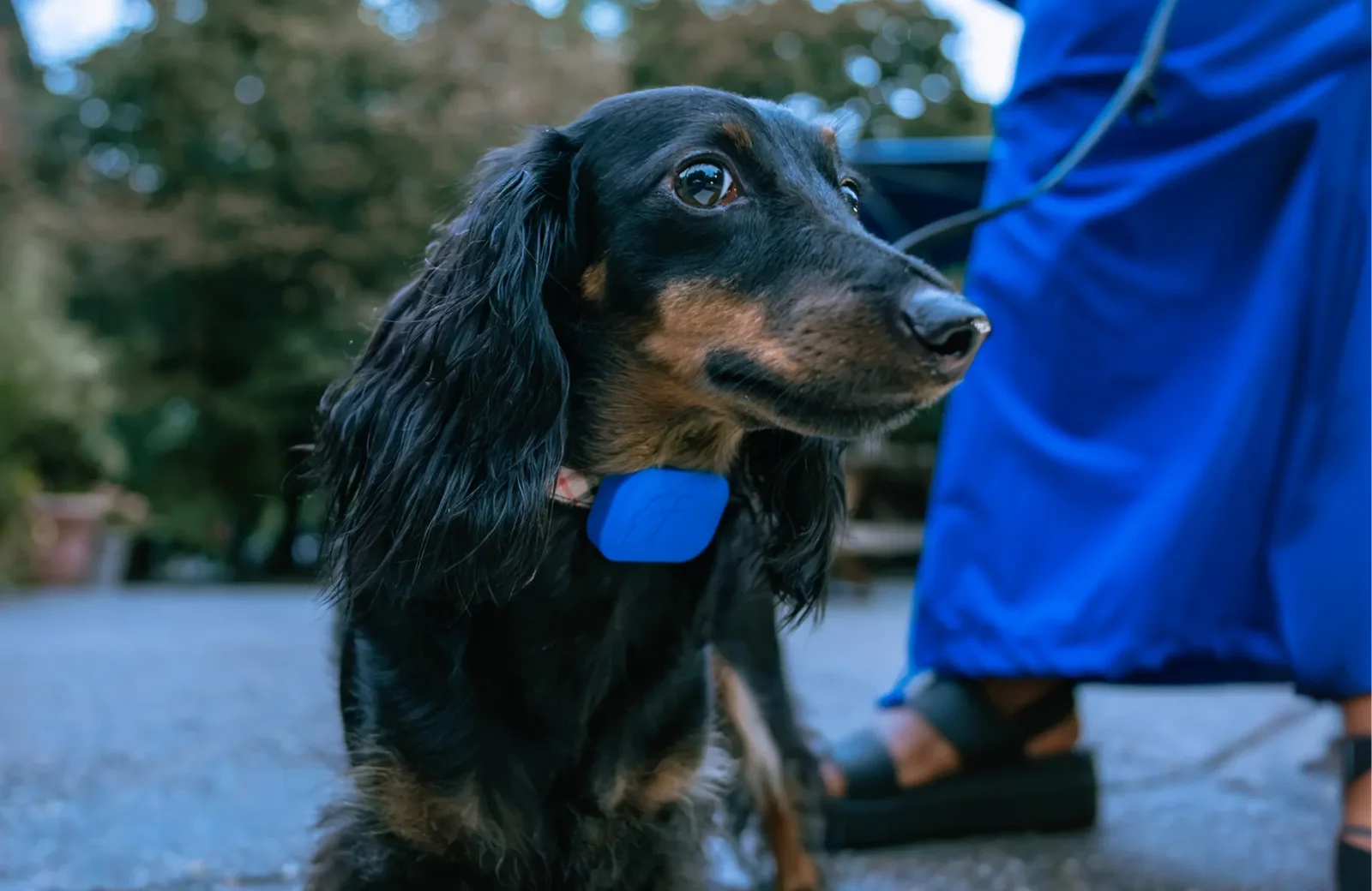 Fi Mini dog tracker industrial design
